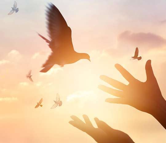 평화상징인 비둘기를 날립니다.